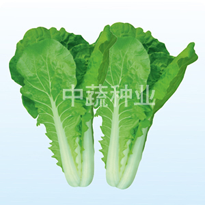 Susheng No.1