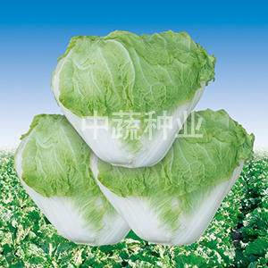 Zhongbai 83