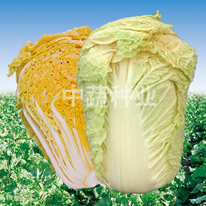 Jihong 82